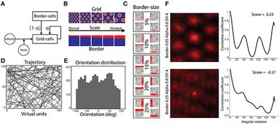 Size Matters: How Scaling Affects the Interaction between Grid and Border Cells